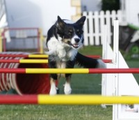Agility