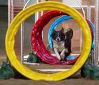 Agility