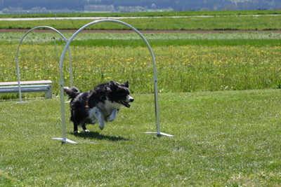 Hooper Zerlegbar4